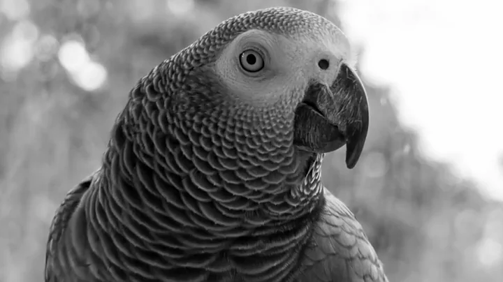 Gigachad Parrot