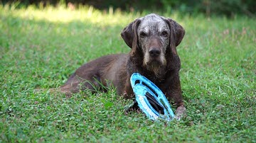 Max Pudelpointer  clip 8