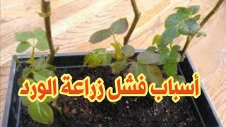 هذا هو سبب فشل زراعة عقل الورد الجوري ازرعو بطريقه صحيحه