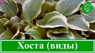 Виды и сорта хосты Виды и сорта хосты