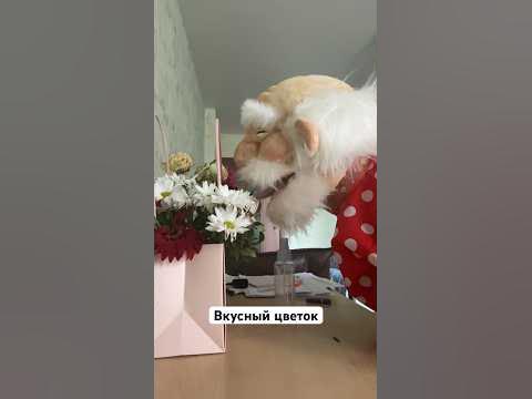Брызгалка для цветов со вкусом...😂 - YouTube