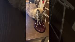 Cat Loves to Play With Pendulum Balls