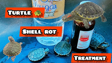turtle || 🐢 || shell rot || how to fix shell rot || how to cure turtle shell rot || 🐢❣️🥰