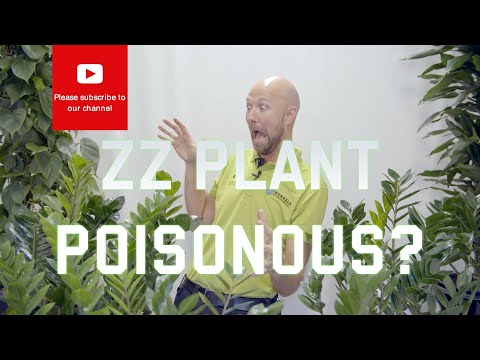 Video: Zamioculcas (64 Photos): A Description Of The 