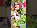 Talking Money Plant 😍 | Ek Se Anek Banane Ki Cute Story |Plant Comedy Short #reelscomedy #funnyreel