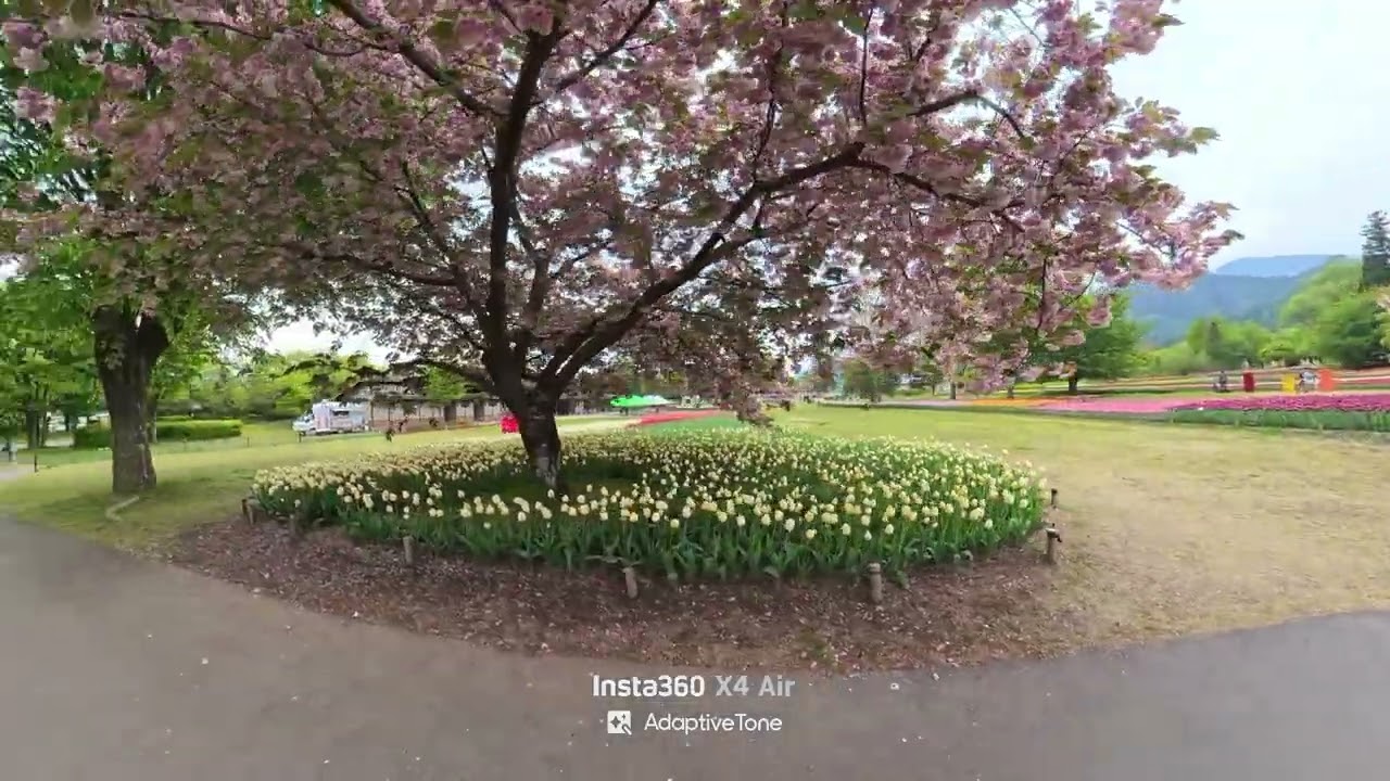 チューリップ  あづみの公園チューリップ②2026.5.2 - YouTube