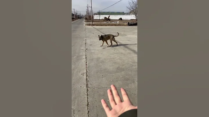 🐶儿子挨欺负？全家出动！ #藏獒 #萌宠 #dog - 天天要闻