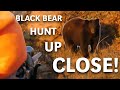TWO Bears in 5 Minutes! Father, Son Black Bear Hunting (Eastmans’ Hunting TV)