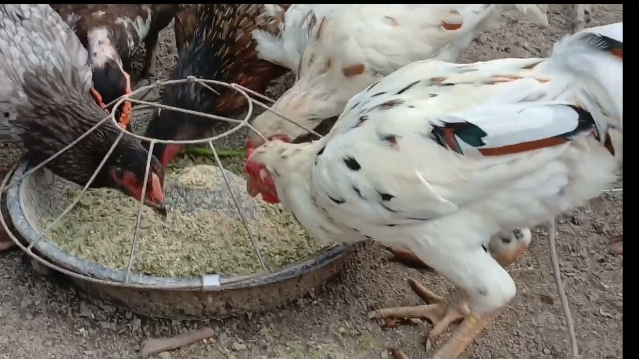 Kết hợp  mô hình nuôi gà thịt và gà đá #chicken #freefire #funny #animals 