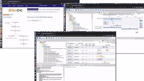 Search for TFBS in any eukaryotic genome using the geneXplain platform
