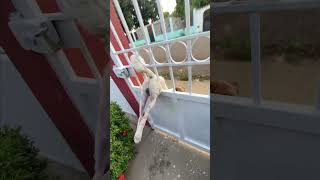 Curious Dog Tries And Fails To Squeeze Through Fence