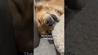 If you snooze, you do NOT lose  #dogshorts #goldenretriever #puppyvideos #puppies #dogs #doglife