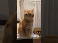 猫のさりり82