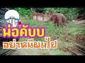 🐘🍼เสี่ยมิ่งอาการเป็นไง_เมื่อได้📢ยินเสียง🚛รถพ่อเปา