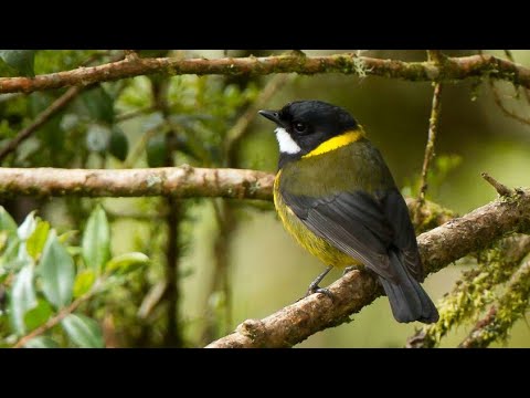 Samyong Kepala Kuning Papua Nugini Youtube