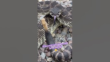 Rattlesnakes 🐍 A SOUND you’ll never forget (volume up)