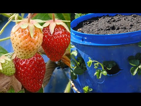 Video: Kako jeseni posaditi jagode na prostem