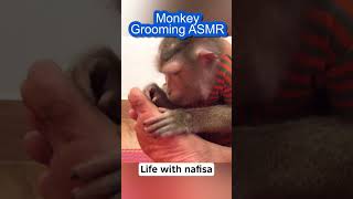 #asmr #relaxation #asmrsounds #monkeyasmr #monkeygrooming #monkeyvideo