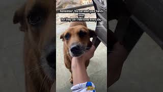 Every animal deserves to be loved.