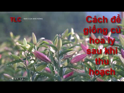 Video: Hướng Dẫn Cắt Tỉa Hoa Lily: Có Nên Tỉa Hoa Ly Hòa Bình không