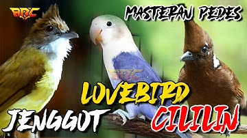 KOLABORASI MASTERAN | CUCAK JENGGOT - LOVE BIRD - CILILIN