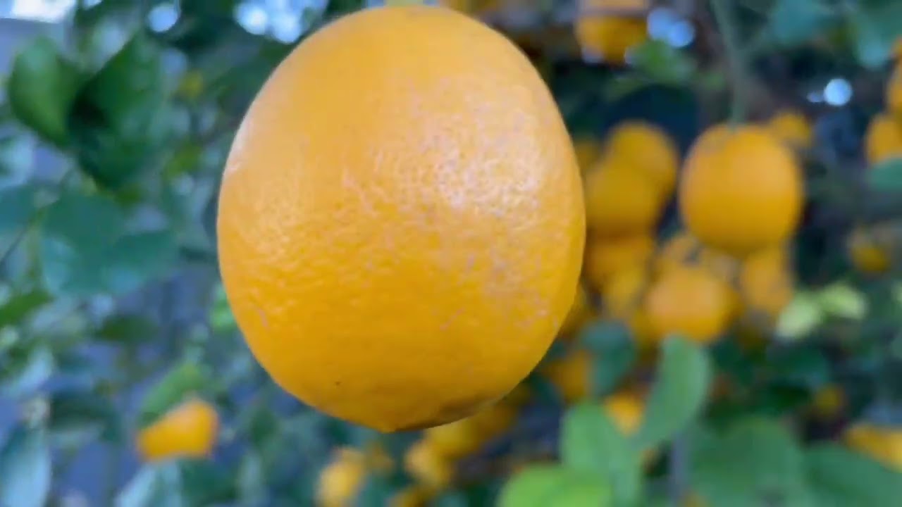 Nuestros arboles fruitales de citricos 🍋🍊