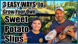 Grow Your Own Sweet Potato Slips  3 Easy Ways