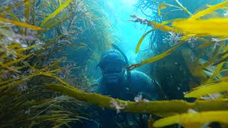 Freediving - Tasmania - Maria Island - Scallop Diving