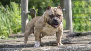 American Bully vs Shih Tzu: Breed Comparison by The Last American Bully 4 views 3 hours ago 4 minutes, 43 seconds