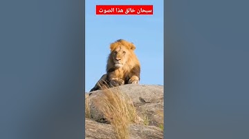 #القرآن_الكريم #آيات #سورة #المغرب #الجزائر #تونس #ليبيا #لبنان #مصر #السعودية #العراق #اليمن #قطر