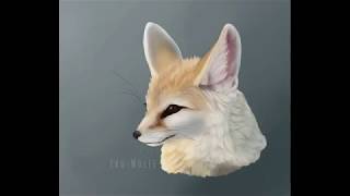 Fennec Fox Bust Fur Study | Medibang SpeedPaint