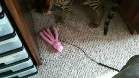 Watch the video about Savannah cat playing fetch
