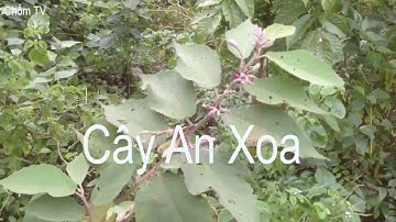 CÂY AN XOA THẦN DƯỢC CHỮA BỆNH GAN -  UNG THƯ GAN