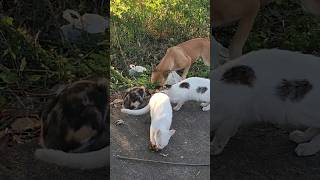 The Stray Cats Im Feeding Are Now Friends With Dogs