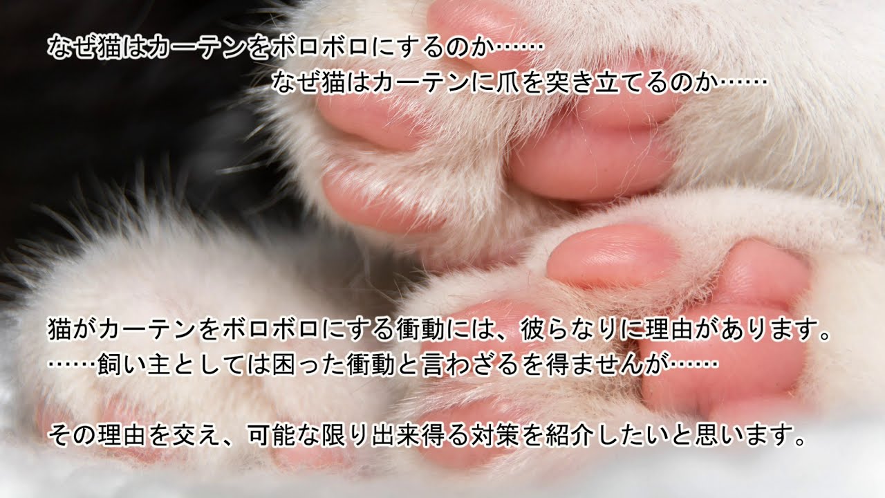 猫とカーテン カーテンをボロボロにする猫ちゃんへの対策 オーダーサイズカーテン専門 満天カーテン Com
