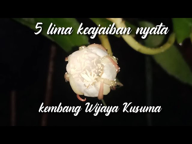 Rahasia Ghaib kembang Wijaya Kusuma || menguak mitos || tanaman para RAJA class=