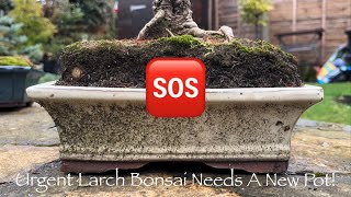 Making Large Decorative Cement Bonsai Pot! For Urgent Larch Repot. You Can’t Win Them All! #bonsai