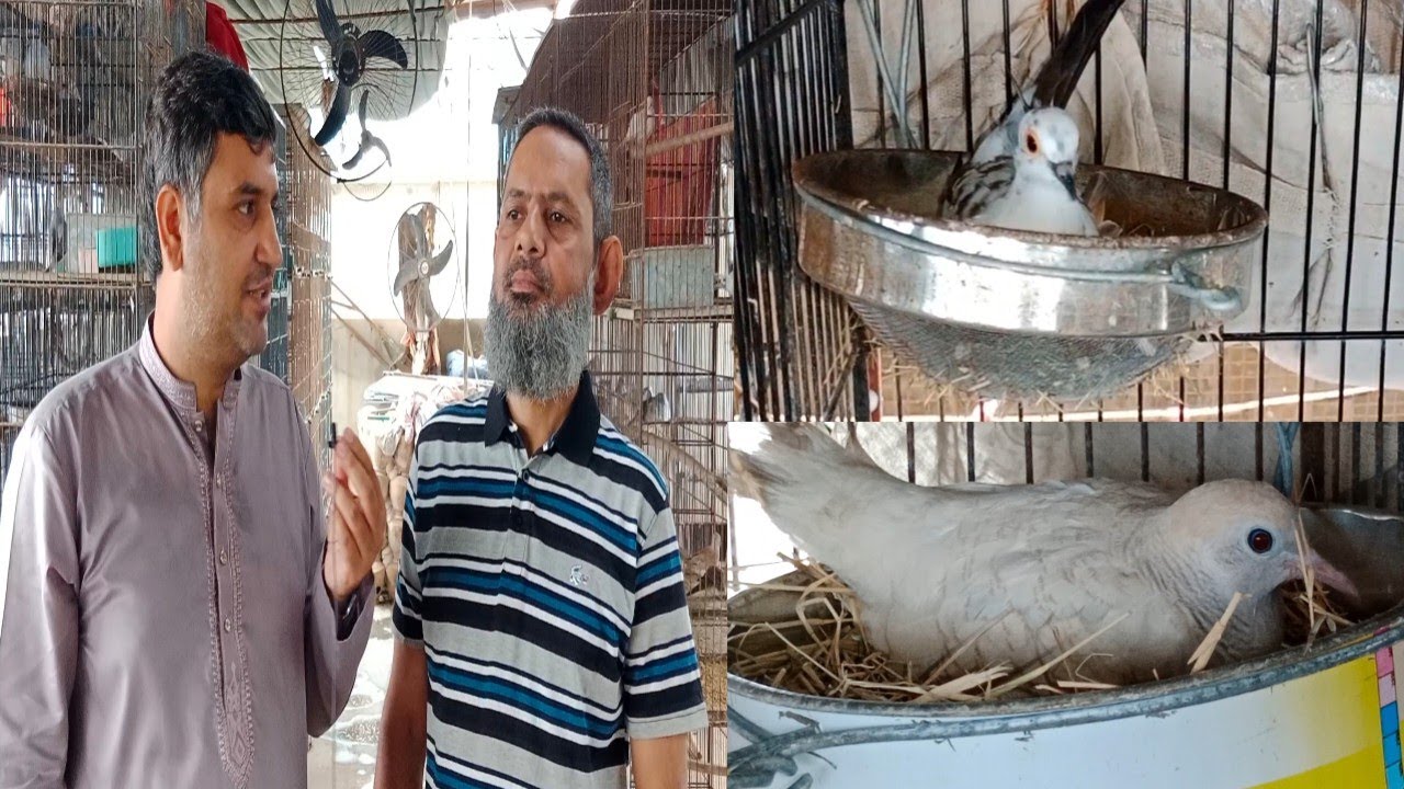 Diamond Pied Red Pied Dove Breeder Pair With Fertile Eggs in Urdu/Hindi