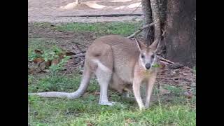 Кенгуру с детёнышем. Австралия. #kangaroo #australia #australian #Känguru