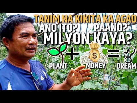 Video: Paano Magtanim Ng Puno Ng Pera