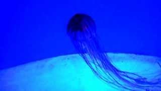 2013 Gennaio: Genova Acquario/ The Aquarium of Genoa Italy. Meduse/Jellyfishes 25/35
