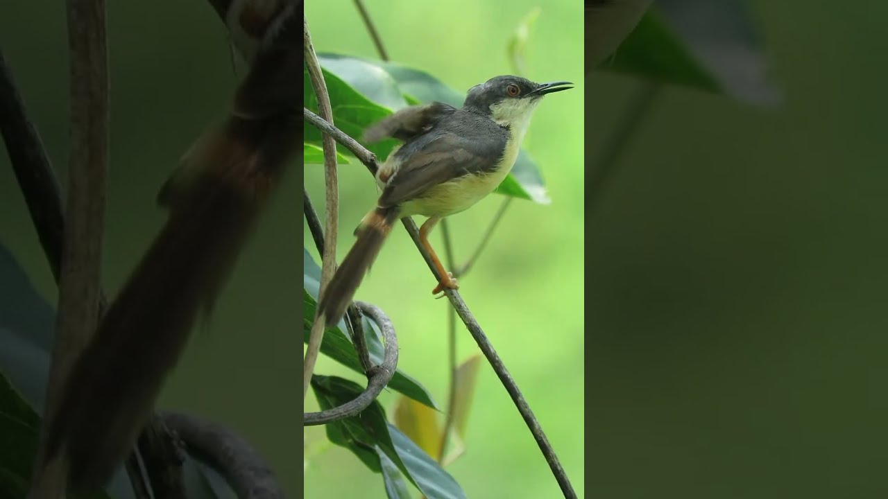 Beautiful Ashy Prinia bird Calling Sounds 