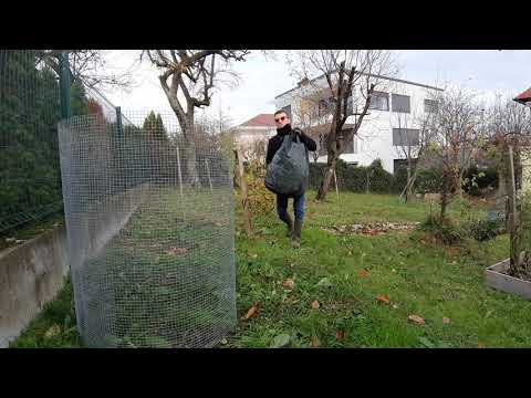 Video: Obezbojeno lišće jabuke: naučite znakove kloroze u jabukama