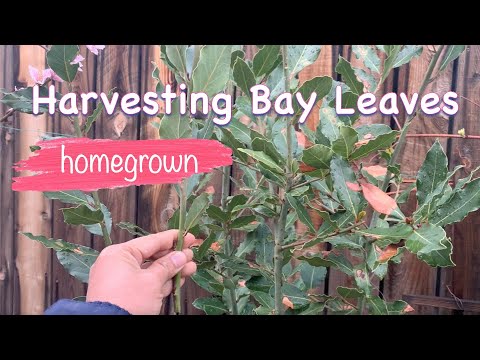 Vidéo: Picking Bay Leaves - Comment récolter les feuilles de laurier du jardin