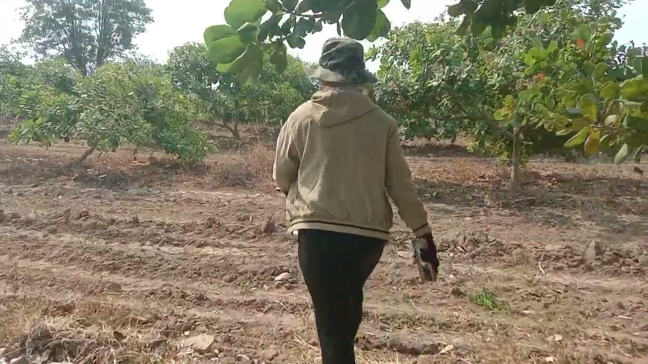 ដើរមើលចន្ទីក្រោយពេលបាញ់ថ្នាំរួច