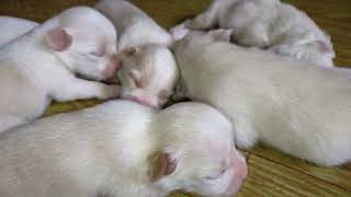 Mother dog and puppies #dog by Cakie Dog 1,692 views 8 months ago 4 minutes, 17 seconds