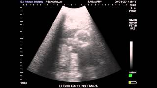 Ultrasound for Baby Gorilla Due This Spring | Busch Gardens Tampa Bay