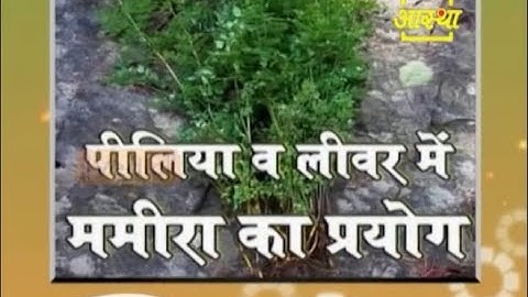 पीलिया व लीवर रोगो में ममीरा का प्रयोग | Acharya Balkrishna