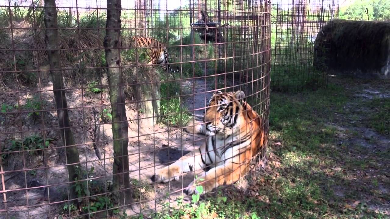 leopard print TX Tiger Rope Repair