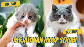 PERJALANAN HIDUP ANAK KUCING BRITISH LONGHAIR